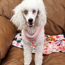 Sassy - White female Poodle puppy in Tempe, Arizona from Teacups & Toys