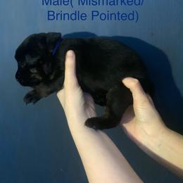 Labrador Retriever Puppies from Shadows Lovely Kennel