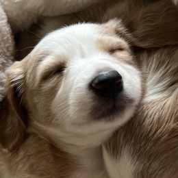 Dachshunds from Susan Ellerbe