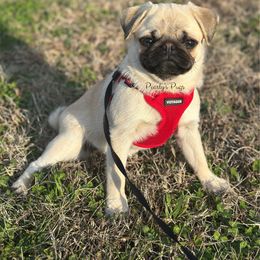 Patrice - Fawn female Pug puppy in Summerville, Georgia from Pearly’s Pugs & Pollywog Poodles