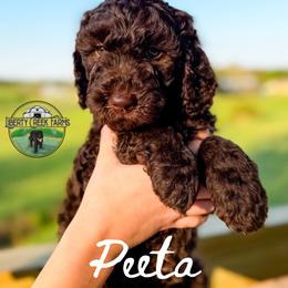 Peeta - Chocolate male Goldendoodle puppy in Ocoee, Tennessee from Liberty Creek Farms