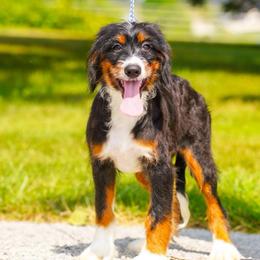 Shetland (socialization program graduate) - Tri-color female Bernedoodle puppy in Dundee, Ohio from Down Home Doodle