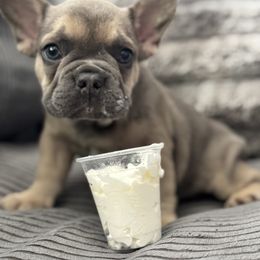French Bulldog Puppies from Cert. Frenchies