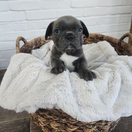 French Bulldog Puppies from Edna's Homegrown Frenchies