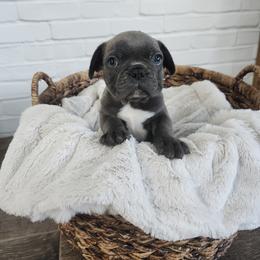 French Bulldog Puppies from Edna's Homegrown Frenchies