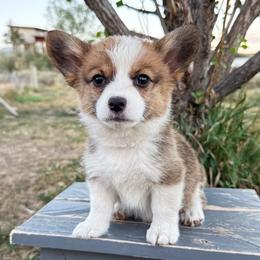 Goldie (yukon gold) - Red female Pembroke Welsh Corgi puppy in Mc Cammon, Idaho from Sunny J Corgis and Mini Americans