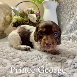 Prince George - Piebald male Dachshund puppy in Aiken, South Carolina from State Eight Dachshunds