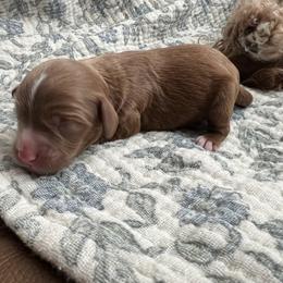 Bowie - Red male Cavapoo puppy in Glendale, Arizona from Dashing Dogs