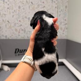 Oki Boy 1 - Black and white male Cavapoo puppy in Pleasant Grove, Utah from Destination Doodles