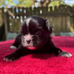 Boy 5 - Black and white male Shih Tzu puppy in Mobile, Alabama from FluffyTail Shih Tzu