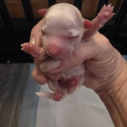Brown - White male Maltese puppy in Wittmann, Arizona from Marlees Puppies 1