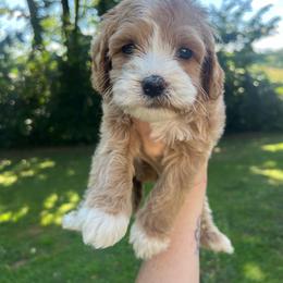 Navy Boy - Red  male Goldendoodle puppy in Richmond, Kentucky from The Doting Doodle
