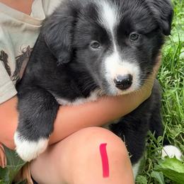Boy 1 - Black and white male Border Collie puppy in Rural Retreat, Virginia from Hidden Acres Farm Corgis & Border Collies
