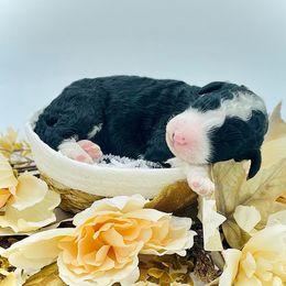 Girl 4 - Black and white female Sheepadoodle puppy in Pataskala And Thornville, Ohio from Four Front Doodles - Pataskala