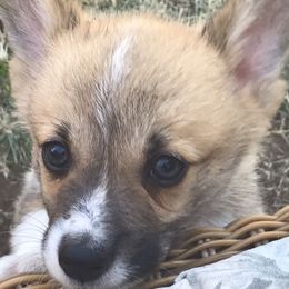 Pembroke Welsh Corgi Puppies from Indian Valley Corgies