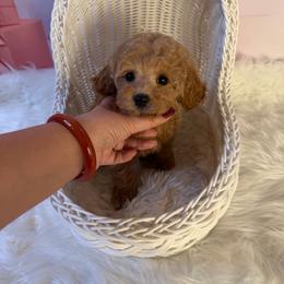 Cookie(AKC) - Cream male Poodle puppy in Moreno Valley, California from Yanni's Poodle