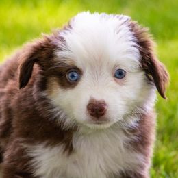 Cascade - Red tri female Miniature Australian Shepherd puppy in Blackfoot, Idaho from Bellewynd Acres