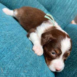 Zoey (teal) - Red tri-color female Aussiedoodle puppy in Watertown, Wisconsin from Little Bear Paws Aussiedoodles
