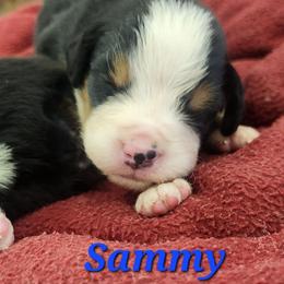 Sammy - Black rust and white male Bernese Mountain Dog puppy in Auburn, Indiana from Swamp Creek Berners