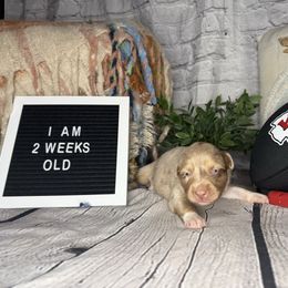 CHIEF - Red merle male Miniature Australian Shepherd puppy in Peoria, Arizona from B My Sunshines Mini Aussies
