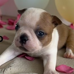 Boston Terrier puppies from Monkey Biz Bostons