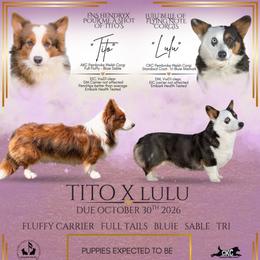 Pembroke Welsh Corgi puppies from Flying Note Shorties
