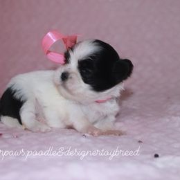 Candy Corn - Black and white Shihpoo puppy in Humble, Texas from 🧸 Bear Paws: Poodle & Designer Toy Breed 🐩