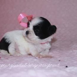 Candy Corn - Black and white Shihpoo puppy in Humble, Texas from 🧸 Bear Paws: Poodle & Designer Toy Breed 🐩