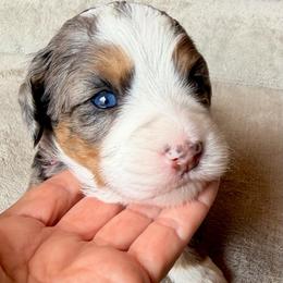 Blossom - Blue merle female Bernedoodle puppy in Royse City, Texas from Platinum Bernedoodles of Texas