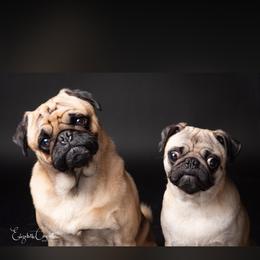 Pugs from Squishy and Snorts