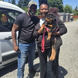 Pink Girl - Black and mahogany female Rottweiler puppy in Lebanon, Oregon from SOUTH SANTIAM ROTTWEILERS