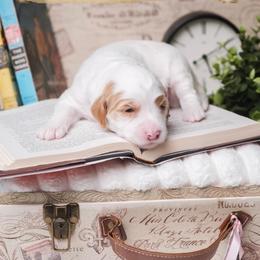 Twain - Parti male Goldendoodle puppy in New Lenox, Illinois from New Doods On The Block