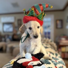 Ripley- Yellow Collar - Cream male Assorted Doodle Crosses puppy in Norfolk, Virginia from Móraí’s Doodles