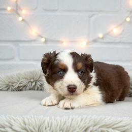 Cira Tustin - Red tri-color female Australian Shepherd puppy in Statesville, North Carolina from Charming Australian Shepherds