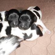 Stabyhoun Puppies from Fryske Point