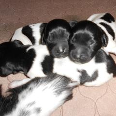 Stabyhoun Puppies from Fryske Point