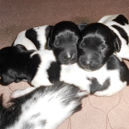 Stabyhoun Puppies from Fryske Point