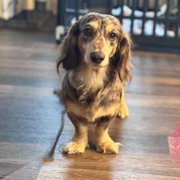 Maverick - Dachshund