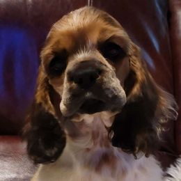 Juno - Cocker Spaniel