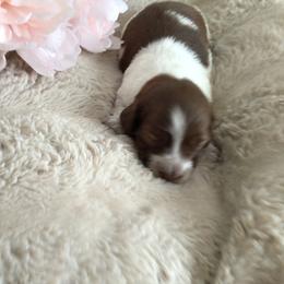 Girl 1 - female Dachshund puppy in Fallon, Nevada from Desert Doxies