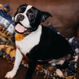 Boston Terriers from Amanda Fort