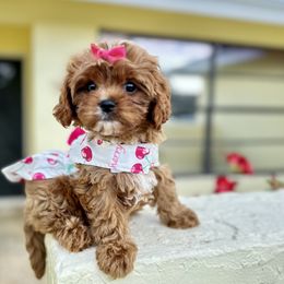Cavapoo, Cockapoo, and Poodle Puppies from Benji’s Cockapoos