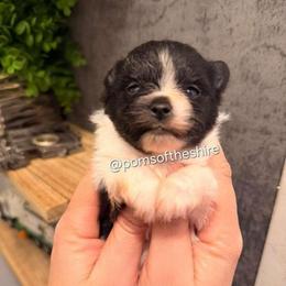 Balin - Black parti male Pomeranian puppy in Boca Raton, Florida from Poms of The Shire