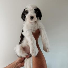 Foster. - Black and white male Sheepadoodle puppy in Wabash, Indiana from DOODCompany