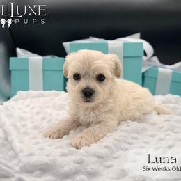 Luna - Piebald female Morkie puppy in Scottsdale, Arizona from Lil Luxe Pups