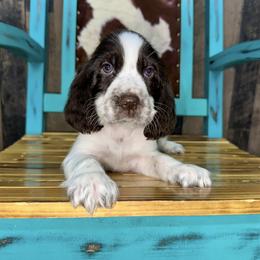 Atlas - Liver and white male English Springer Spaniel puppy in Winchester, Kentucky from Hidden Springs Farm