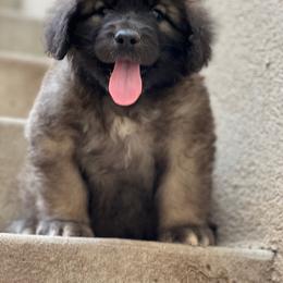 Girl 5 - Reddish brown female Leonberger puppy in Eagle Mountain, Utah from Leo Fidelis Leonbergers