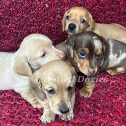 Dachshund puppies from Dotted Doxies