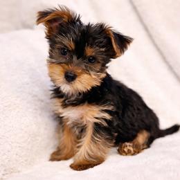 Rowan - Black and tan male Yorkshire Terrier puppy in Iron Mountain, Michigan from Celestial Family Terriers (Yooper Yorkies)