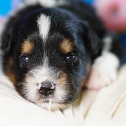 Biscuit - Black tri male Miniature Australian Shepherd puppy in Chesapeake, Virginia from Beaver Dam Mini Aussies